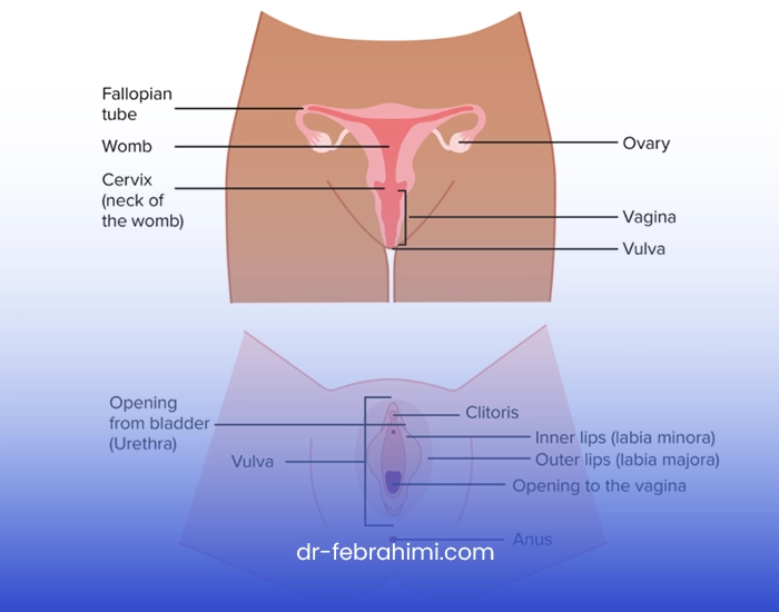 سرطان واژن، دکتر زنان، دکتر فاطمه ابراهیمی